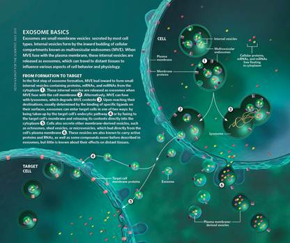 说明: F:\个人文档-有用-请勿删除\Exosomes\Exosome_Basics.jpg