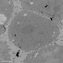 说明: F:\Publish\Euphorbia esula  induced apoptosis\EM\WD_5.jpg