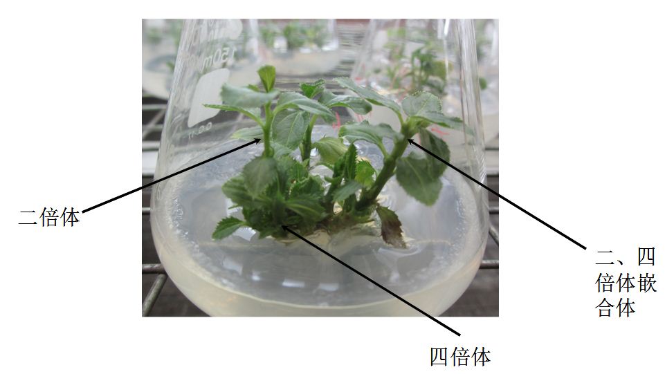 单芽体继代分化培养